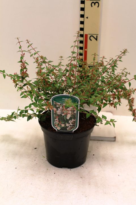 Abelia x grandiflora SUNNY CHARMS