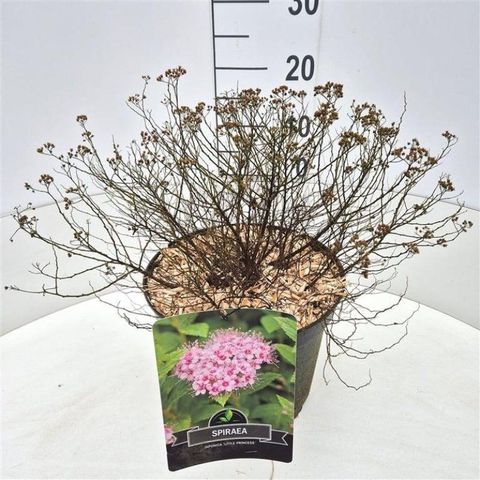 Spiraea japonica 'Little Princess'