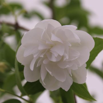 Philadelphus PEARLS OF PERFUME