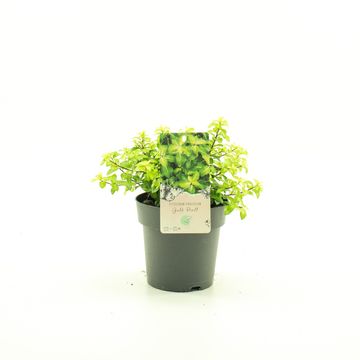 Pittosporum tenuifolium 'Golf Ball'
