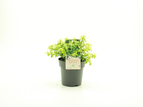 Pittosporum tenuifolium 'Golf Ball'