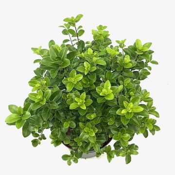 Pittosporum tenuifolium 'Irish Luck'