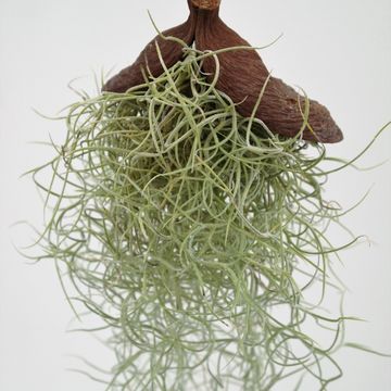 Tillandsia usneoides