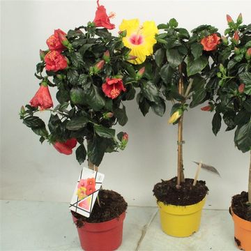 Hibiscus rosa-sinensis MIX
