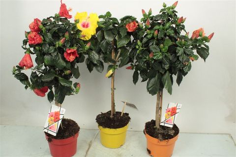 Hibiscus rosa-sinensis MIX