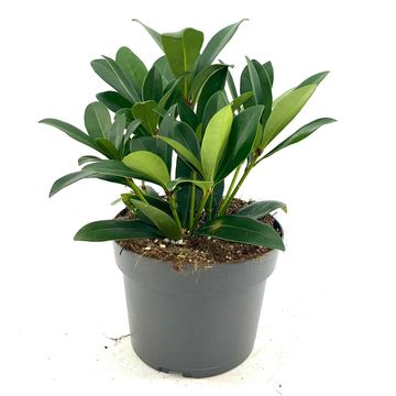 Skimmia japonica 'Rubella'