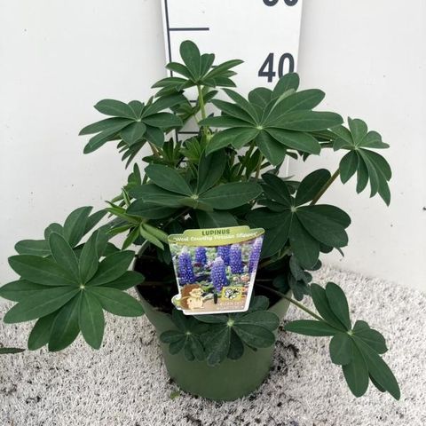 Lupinus WEST COUNTRY PERSIAN SLIPPER