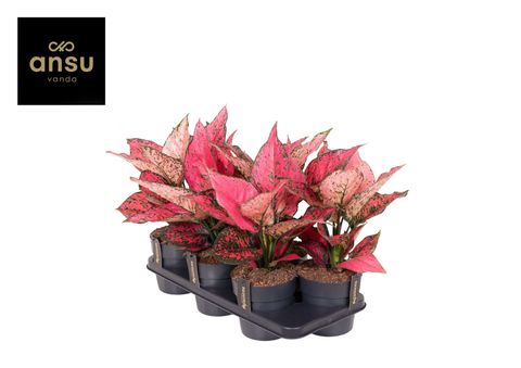 Aglaonema 'Spicy Pink'