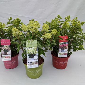 Hydrangea paniculata MIX