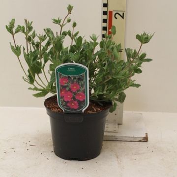 Cistus x pulverulentus