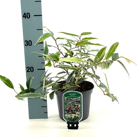 Leucothoe fontanesiana WHITEWATER