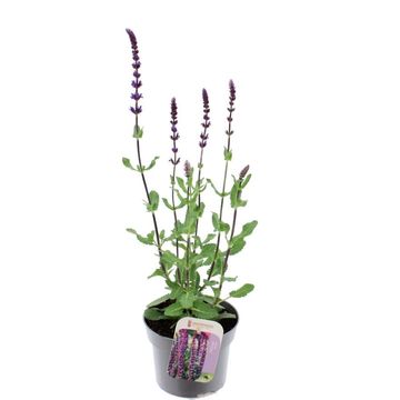 Salvia nemorosa 'Caradonna'