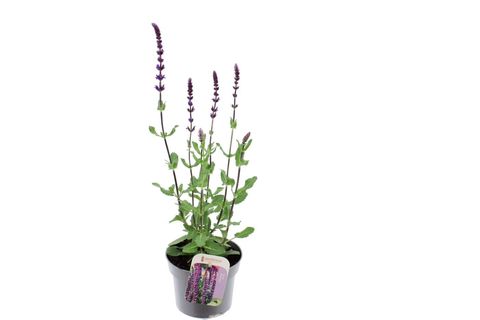 Salvia nemorosa 'Caradonna'