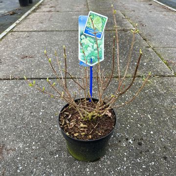 Hydrangea paniculata 'Limelight'