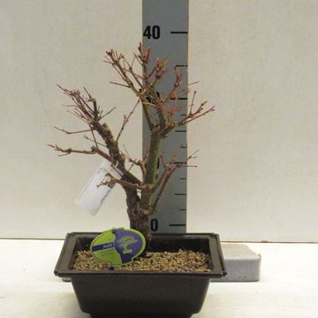 Acer palmatum 'Arakawa'