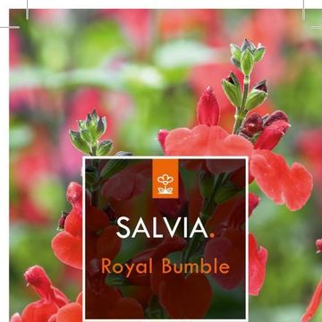 Salvia 'Royal Bumble'