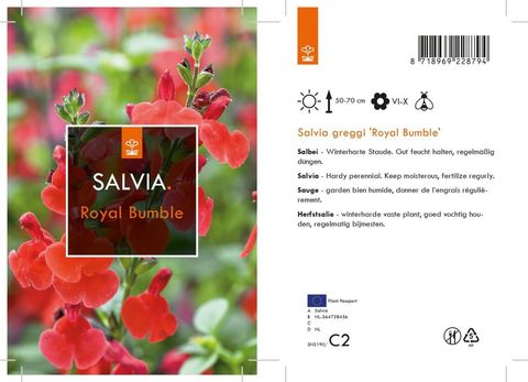 Salvia 'Royal Bumble'
