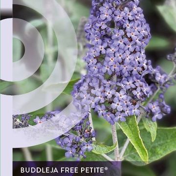 Buddleja FREE PETITE BLUE HEAVEN
