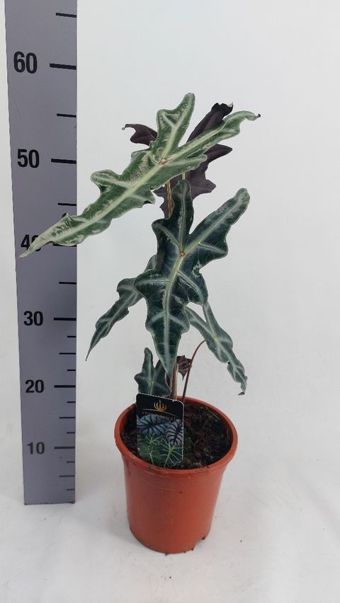 Alocasia sanderiana 'Nobilis'