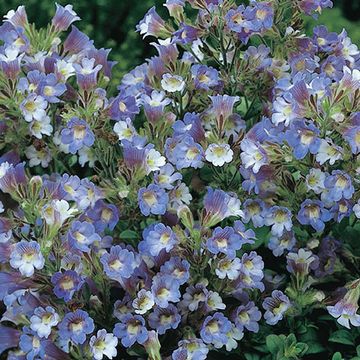 Chaenorhinum origanifolium 'Blue Dream'