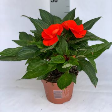 Impatiens TAMARINDA ORANGE