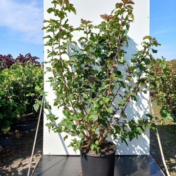 Physocarpus opulifolius AMBER JUBILEE
