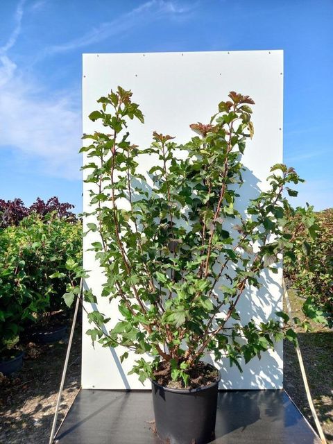 Physocarpus opulifolius AMBER JUBILEE