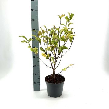 Magnolia stellata 'Rosea'