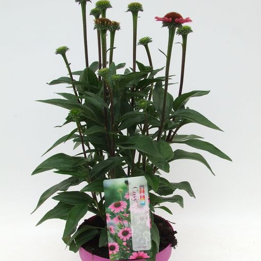 エキナセア プルプレア ポ19 Cm 身40 Cm 植物卸売 Floraccess