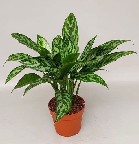 Aglaonema 'Tigres'