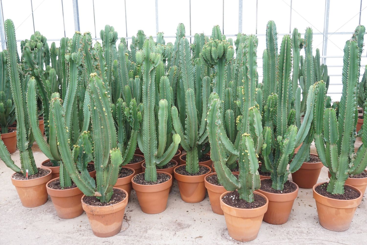 Euphorbia ingens (P40 cm H150 - 170 cm) – Plant Wholesale FlorAccess