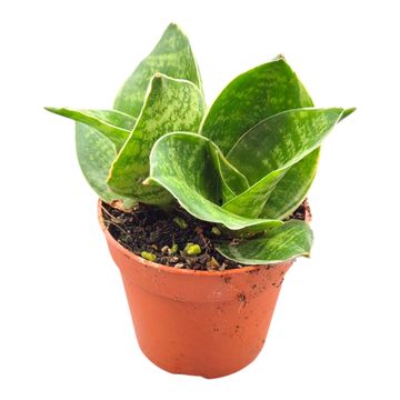 Sansevieria trifasciata 'Green Hahnii'