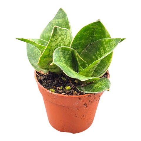Sansevieria trifasciata 'Green Hahnii'