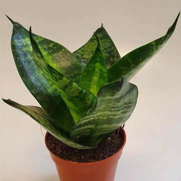 Sansevieria 'Tiger Star'