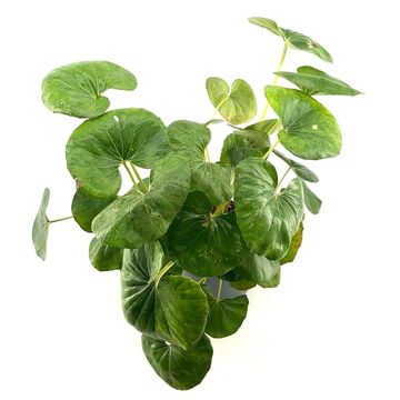 Farfugium japonicum giganteum