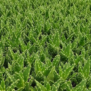 Aloe mitriformis