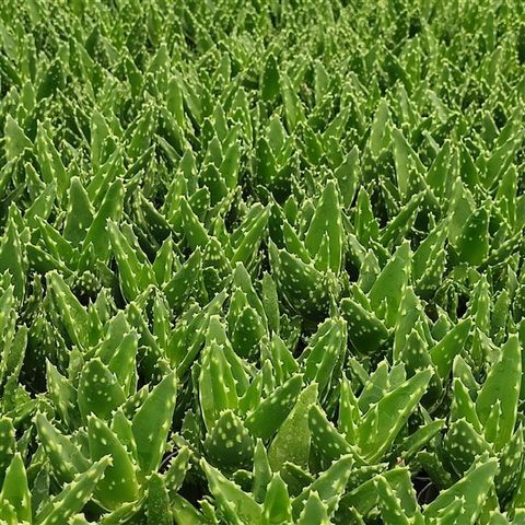 Aloe mitriformis