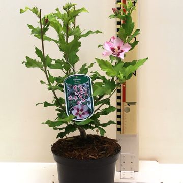 Hibiscus syriacus 'Hamabo'