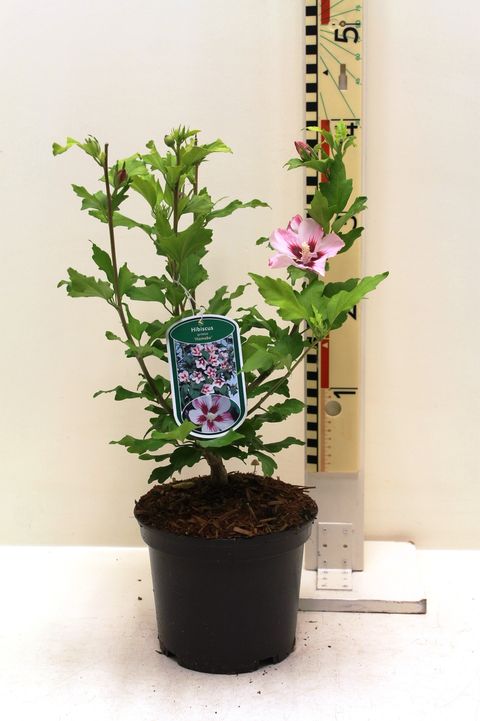 Hibiscus syriacus 'Hamabo'