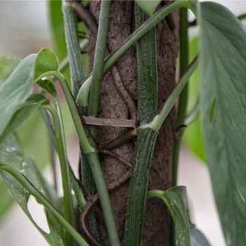 Kratiste - Biodegradable pole