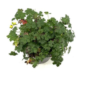 Geranium x cantabrigiense 'Cambridge'