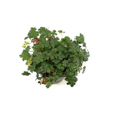 Geranium x cantabrigiense 'Cambridge'