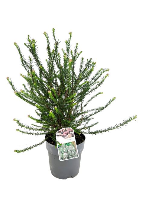 Ozothamnus rosmarinifolius