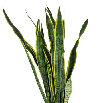 Sansevieria trifasciata 'Laurentii'
