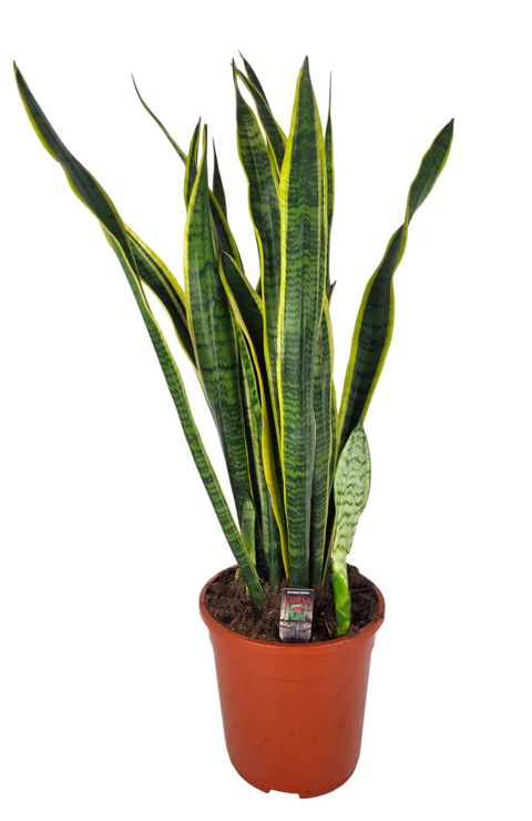 Sansevieria trifasciata 'Laurentii'