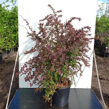 Berberis thunbergii 'Арлекин'
