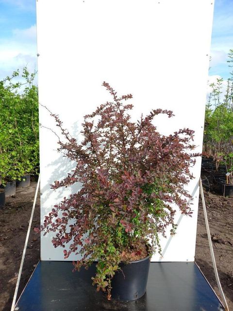 Berberis thunbergii 'Арлекин'
