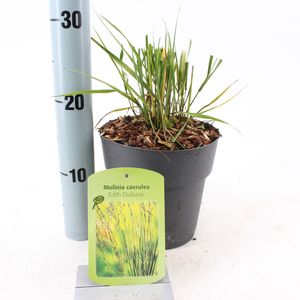 Molinia caerulea 'Edith Dudszus' (About Plants Zundert BV)