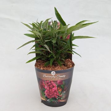 Buddleja davidii BUTTERFLY CANDY LITTLE RUBY