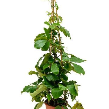 Tetrastigma voinierianum